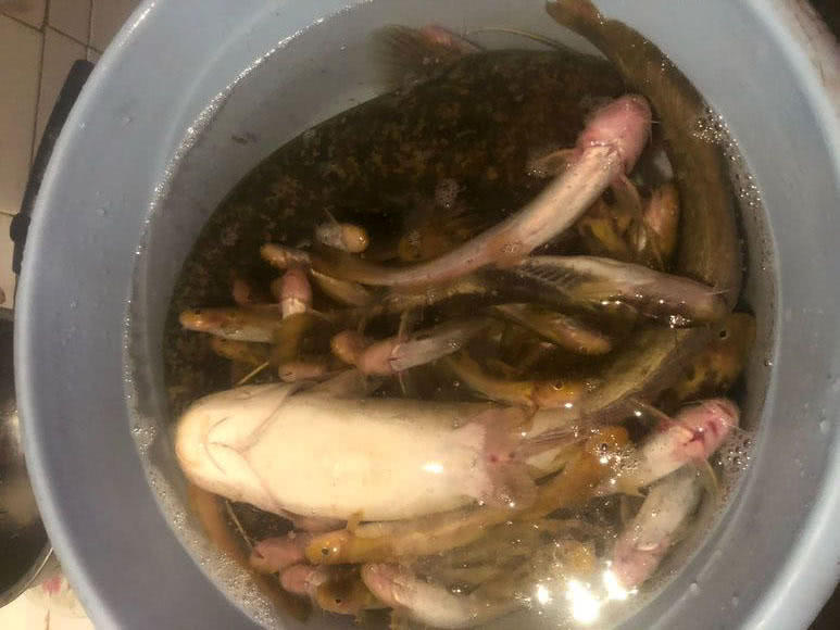 夜钓黄蜂鱼和土鲶一大盆，被鱼鳍割破了手