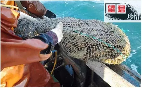 海参事件真相大揭秘,还原海参真相