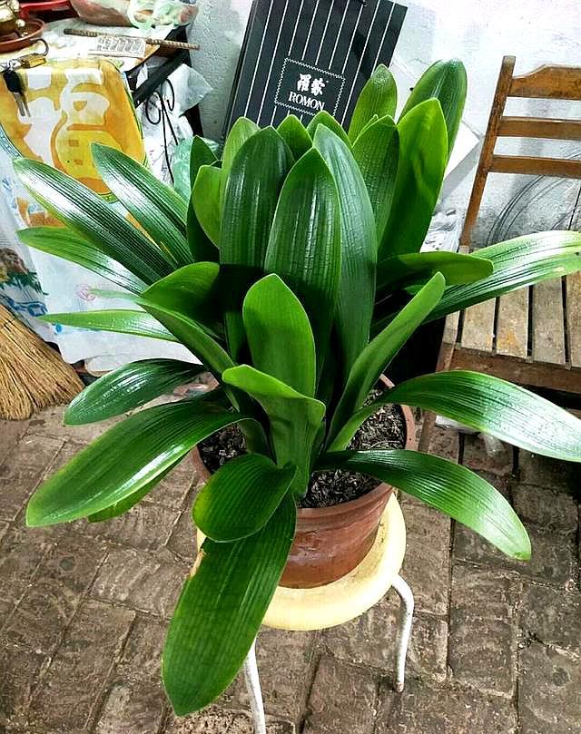 君子兰周围长出小君子兰怎么办,刚买回来的君子兰如何正确处理