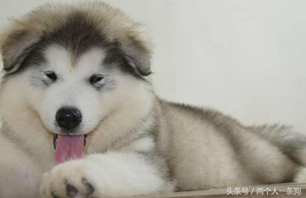 哈士奇和阿拉斯加区别眼神,边牧和阿拉斯加和哈士奇分不清