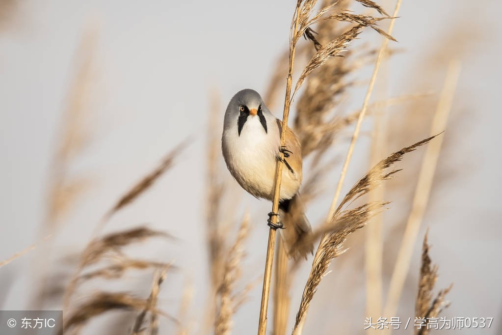 部编版一年级语文生字组词造句,部编版一年级语文上册组词造句