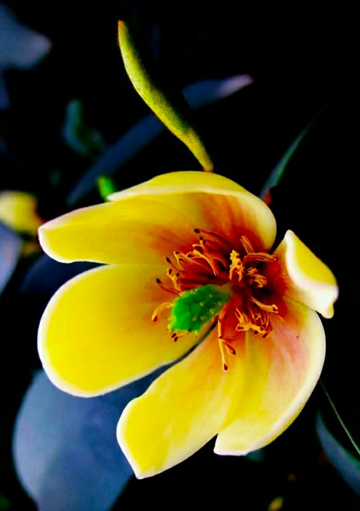 你含笑立在枝头上,笑而不语——含笑花