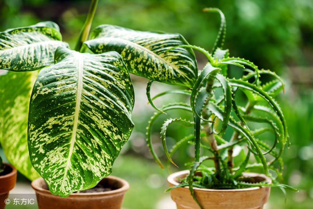 家里养的这几种绿植竟然有剧毒,日常绿植毒性