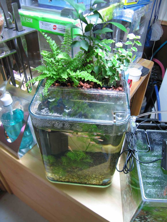 「龟龟环境篇」沼泽过滤(bogfilter):一种原生态水处理技术