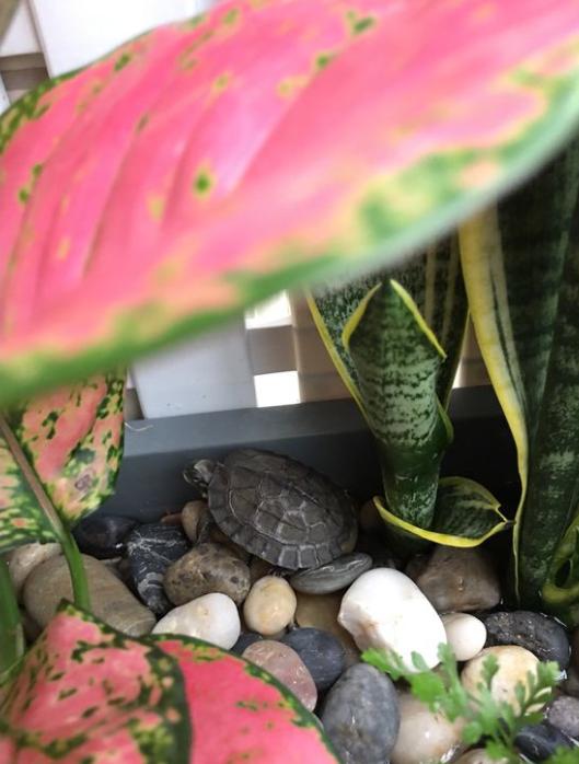 「龟龟环境篇」沼泽过滤(bogfilter):一种原生态水处理技术