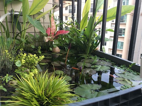 「龟龟环境篇」沼泽过滤(bogfilter):一种原生态水处理技术