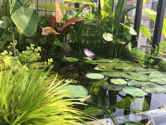 龟缸沼泽过滤系统视频,龟池沼泽过滤