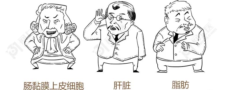 甘油三酯升高的原因动画,医学科普甘油三酯