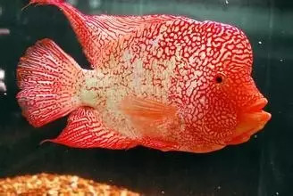 罗汉鱼刚起头需要怎么养,罗汉鱼饲养者怎么养