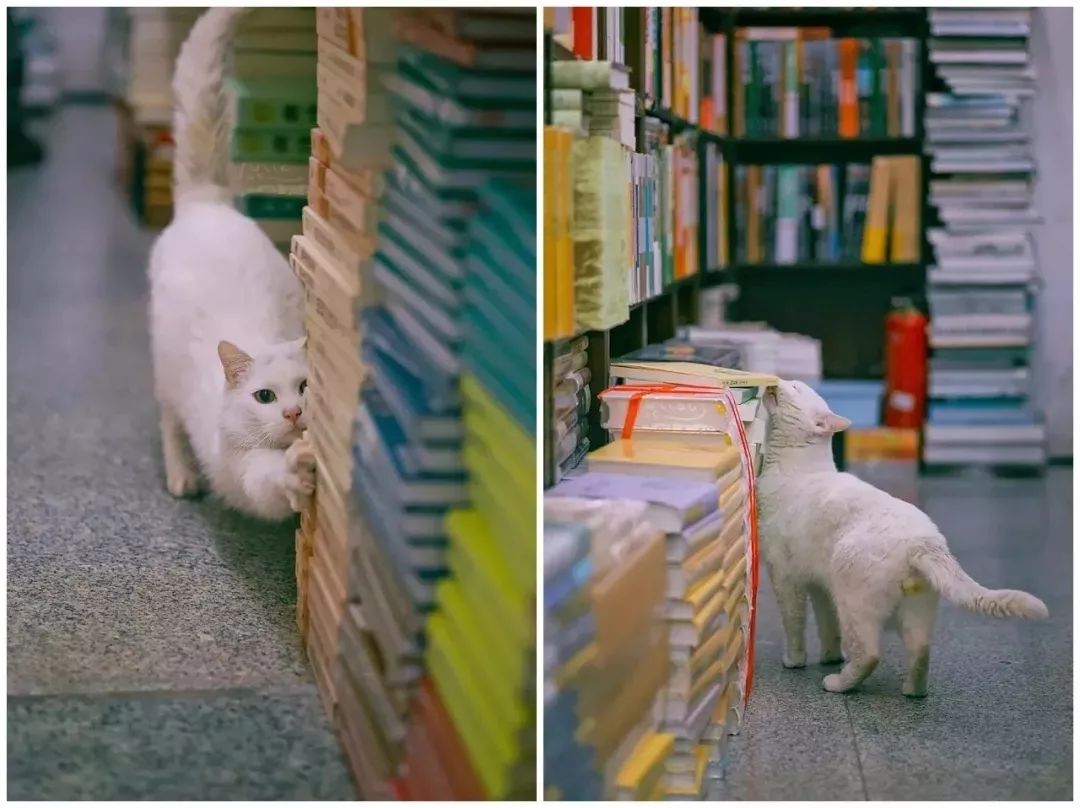 书店街卖的猫,书店猫