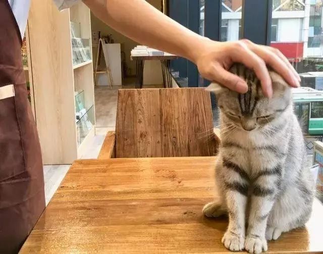 书店街卖的猫,书店猫