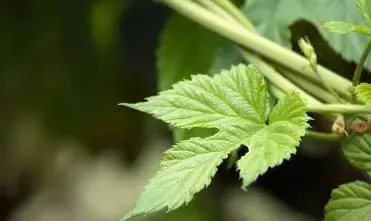 割人藤葎草不只会割人,还能够作调料