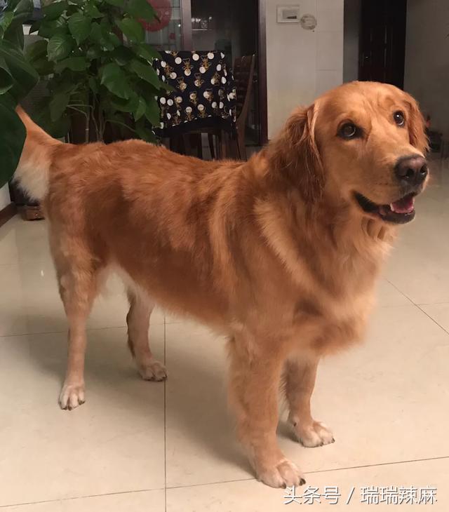 长期吃狗粮到底好不好,吃狗粮有害吗