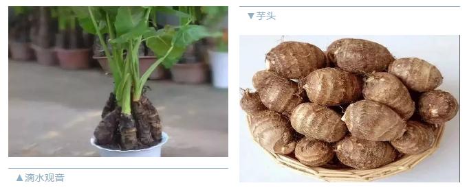 什么绿叶菜适合宝宝吃,最适合宝宝吃的绿叶菜