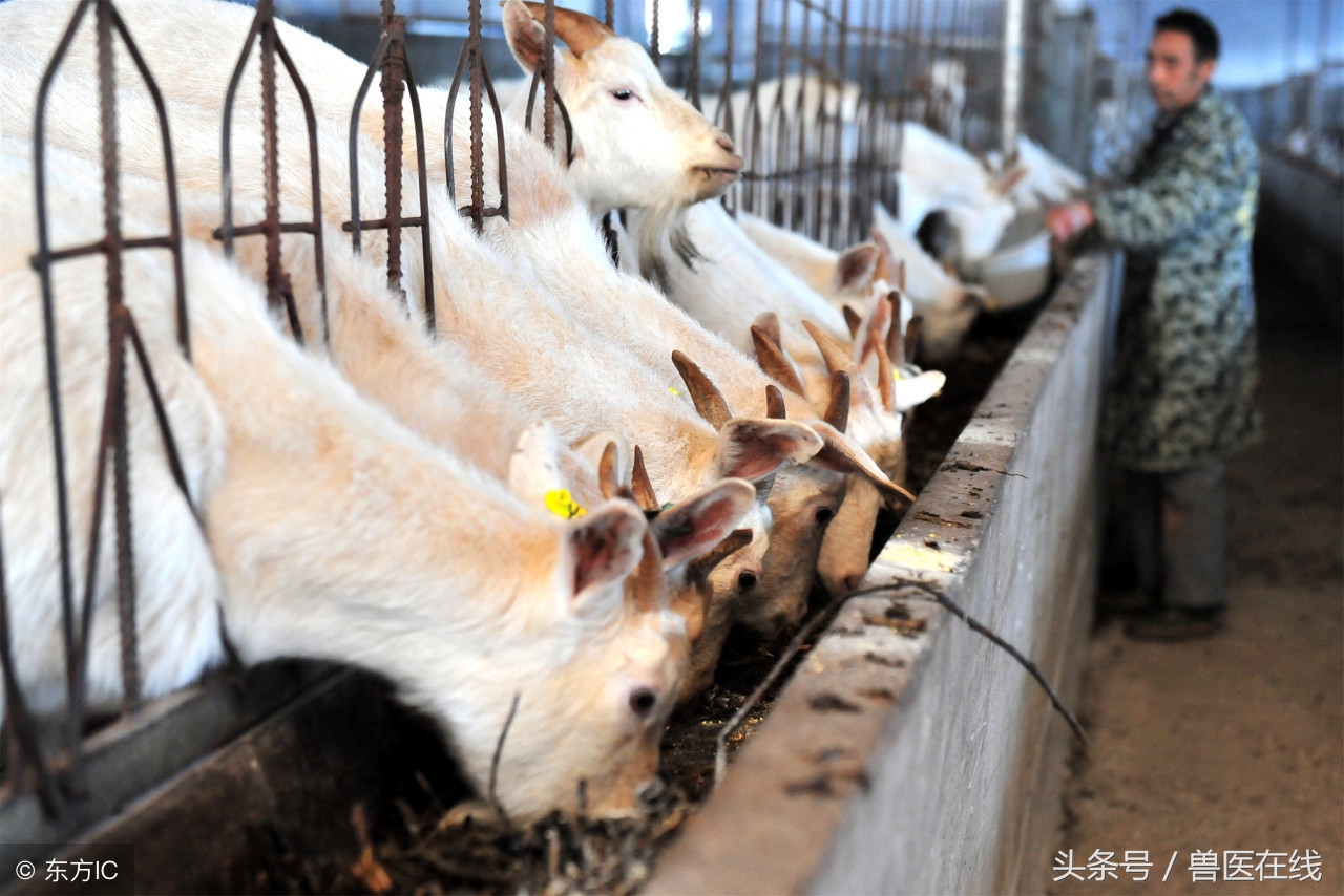 怎么圈养羊最好方法,散养羊的最有效方法