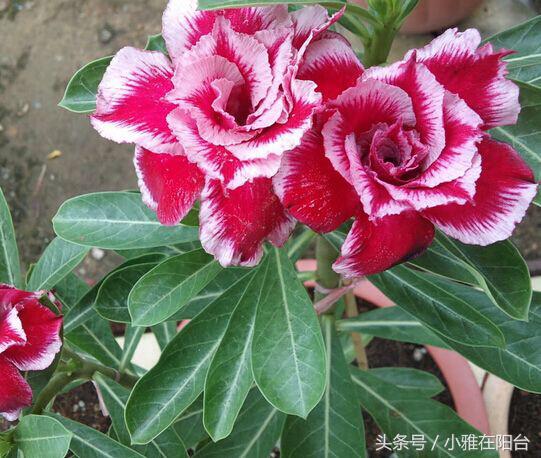 养花技巧盆土保持湿润法,养花盆土干了怎么办