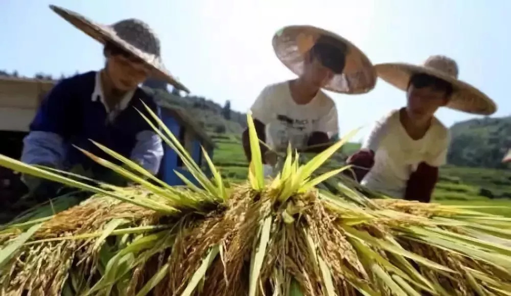 二十大党纪党规微党课,微党课遵守党纪党规先进事迹