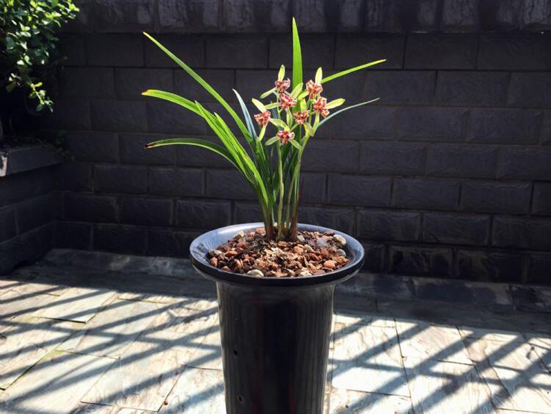 兰花冬季养殖,兰花养殖最佳季节