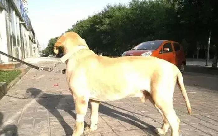 狗狗在野外中暑了怎么办,狗狗中暑在车里