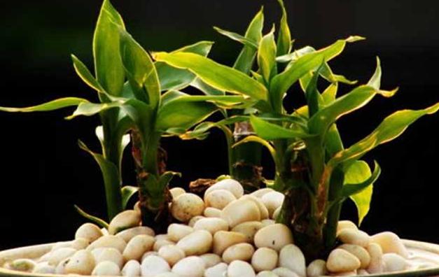 水培富贵竹生根了，如何换水，其实很简单！