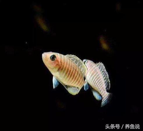 三湖慈鲷鱼几厘米发色,浅色三湖慈鲷