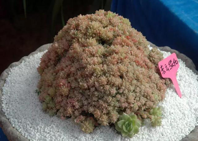 多肉植物的变异,多肉变异的样子