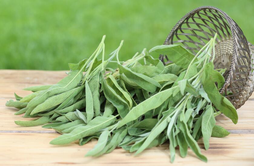 寄生在人脸上的螨虫有多可怕,脸上有螨虫要忌口