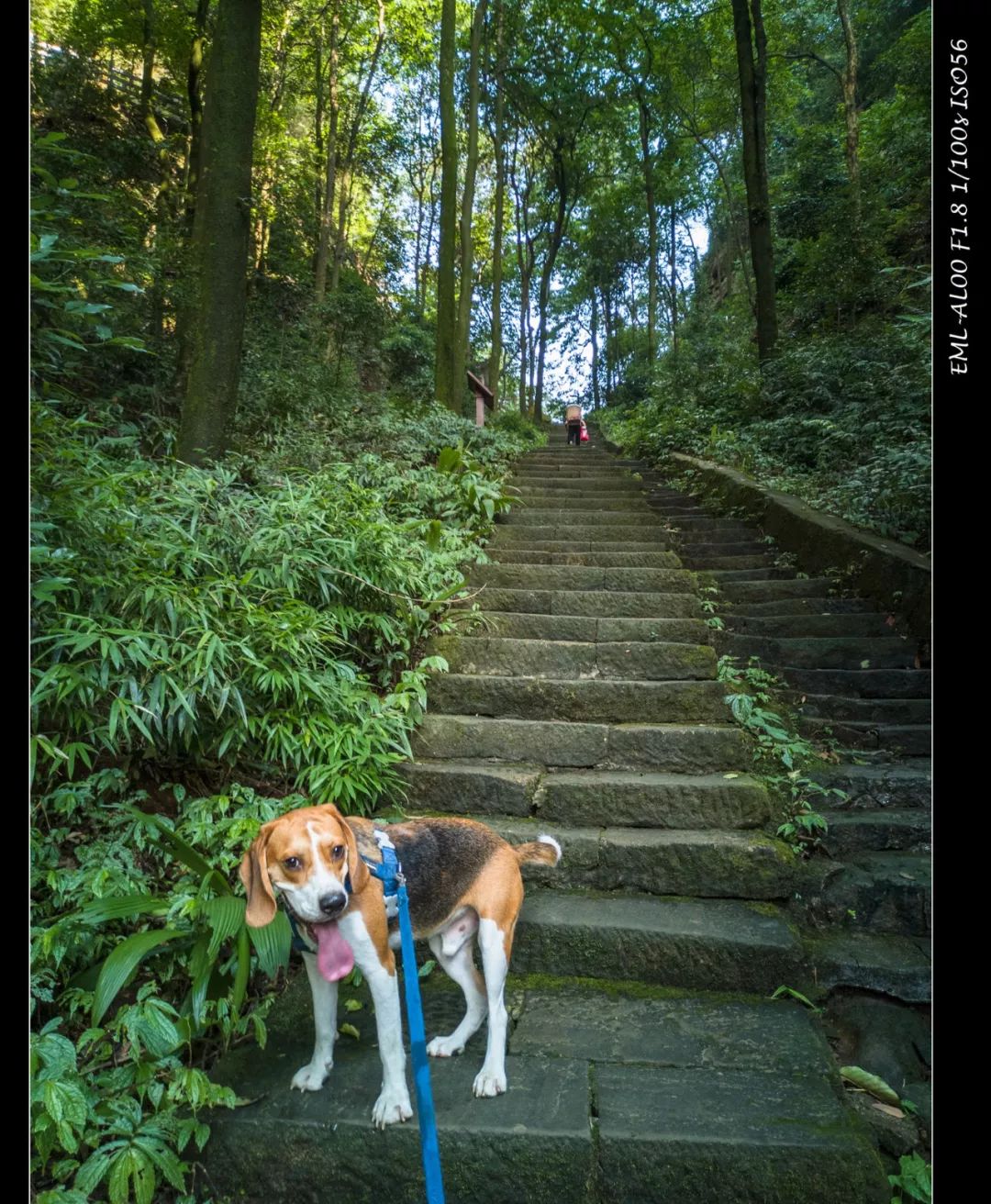 拍星空马小路三脚架推荐,马小路最新高端三脚架评测