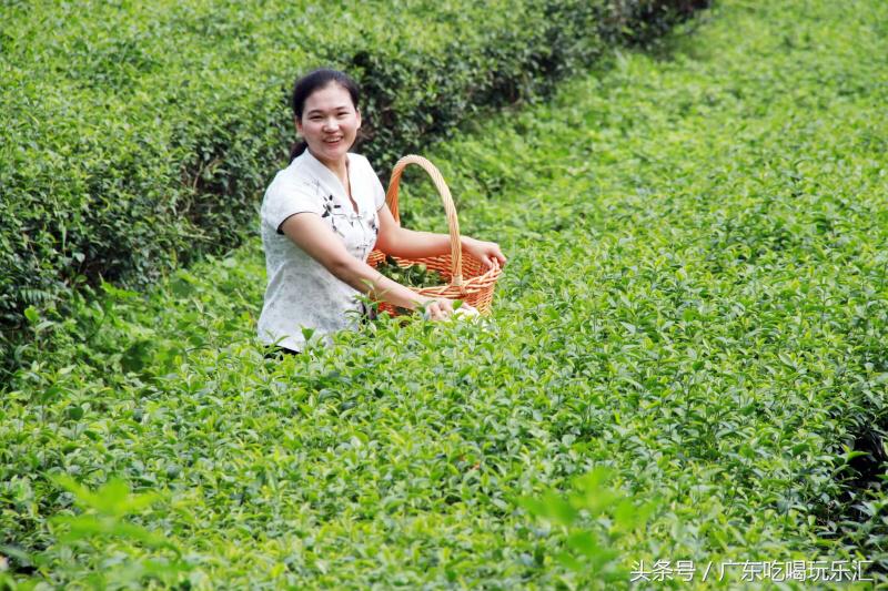 广东茗皇茶业种植基地,茗皇茶基地