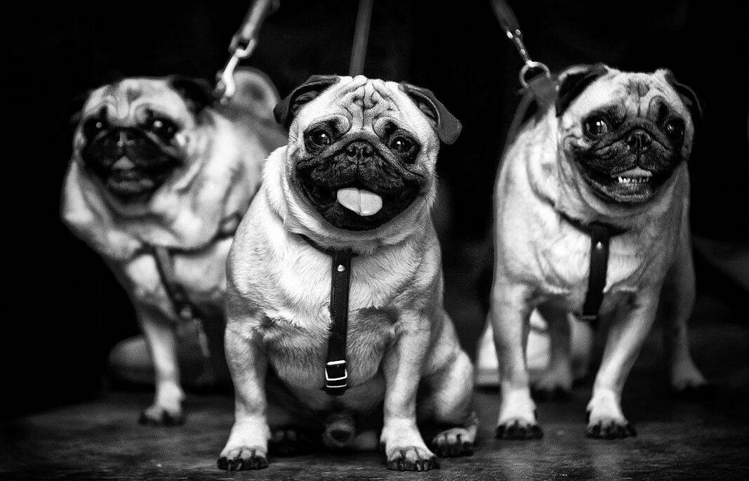 如何饲养巴哥犬5大禁忌绝不能犯,巴哥犬为什么禁养