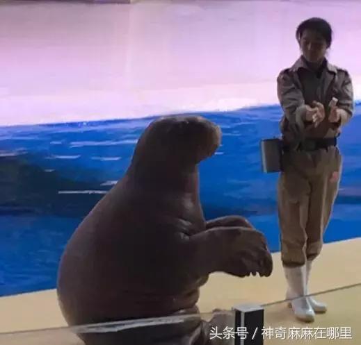 珠海长隆旅游攻略3天自由行,亲子游珠海长隆一日游攻略