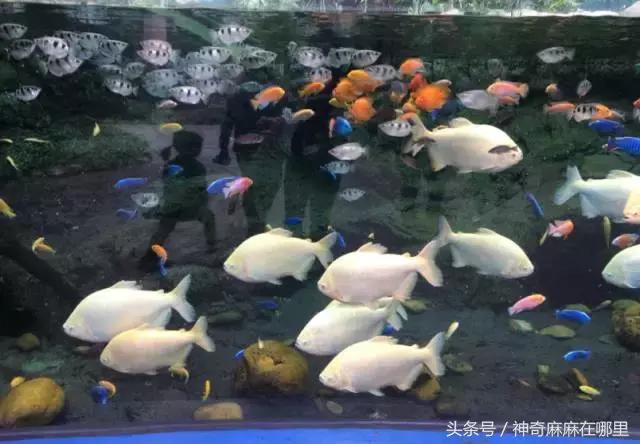 珠海长隆旅游攻略3天自由行,亲子游珠海长隆一日游攻略