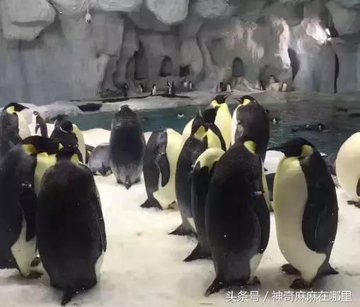 珠海长隆旅游攻略3天自由行,亲子游珠海长隆一日游攻略