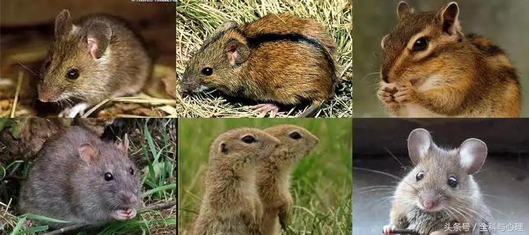 被老鼠、仓鼠、兔子甚至人咬了，要打疫苗吗？