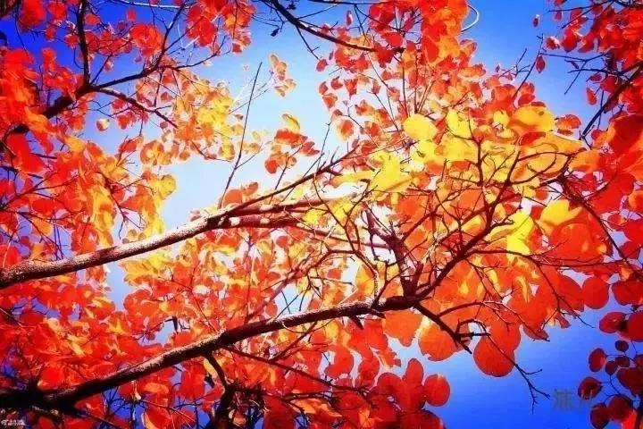 秋凉已到红枫谷,秋入香山