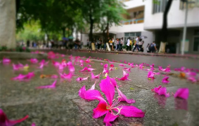 下雨为什么要读古诗词,下雨为什么要读古诗词书