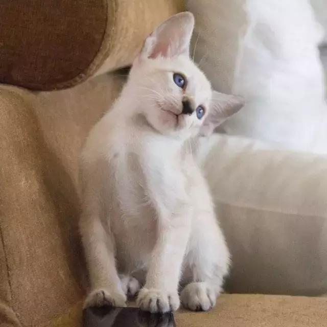 如何分辨是不是新版布偶猫,如何分辨是否是布偶猫