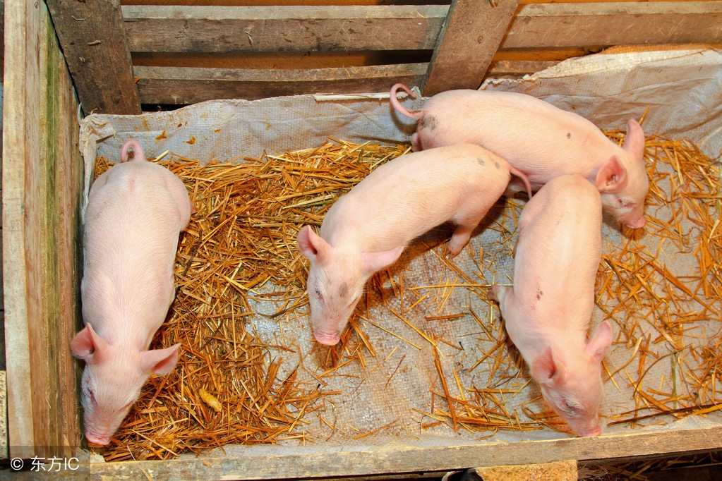 为什么有的猪场给仔猪断尾,仔猪断尾为什么会感染