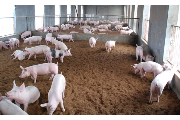 水果树羊粪和鸡粪哪个施肥效果好,鸡粪和羊粪种粮食哪个做肥料更好