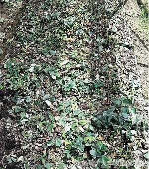 种草莓1年苗还是两年苗好,种草莓老苗好还是新苗好