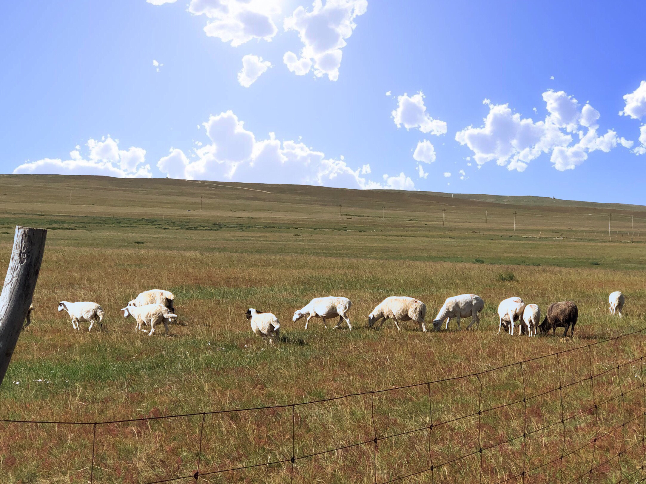 内蒙希拉穆仁草原好玩,包头希拉穆仁草原风景