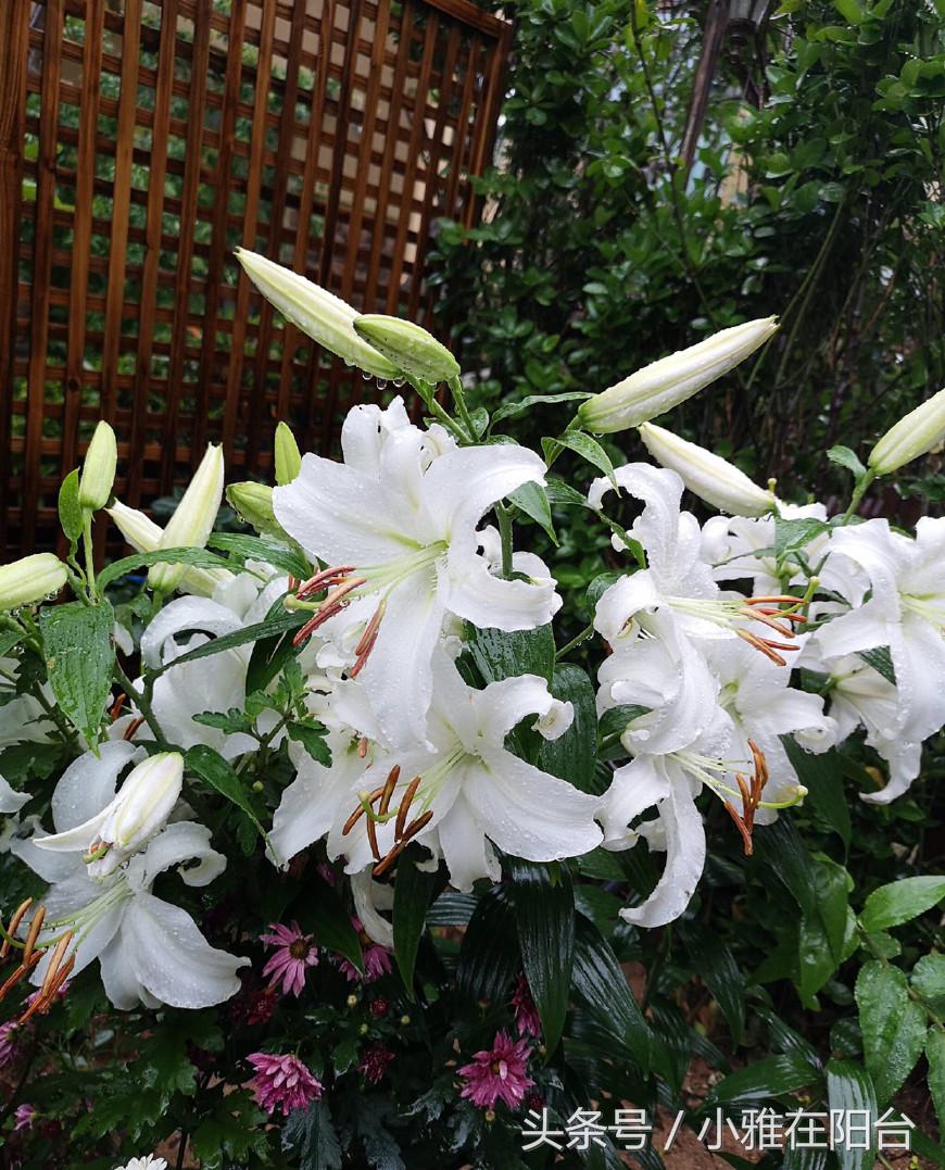 秋天种盆它,比吊兰还好养,开花一丛丛,花香满屋