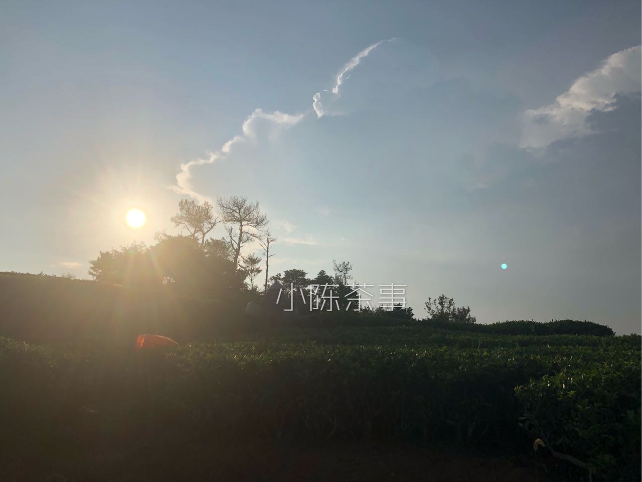 天目山白茶是白茶还是绿茶,白茶属于绿茶吗喝白茶的好处