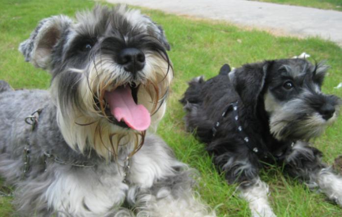 如何饲养好一只雪纳瑞,金毛跟雪纳瑞一起饲养会怎么样子