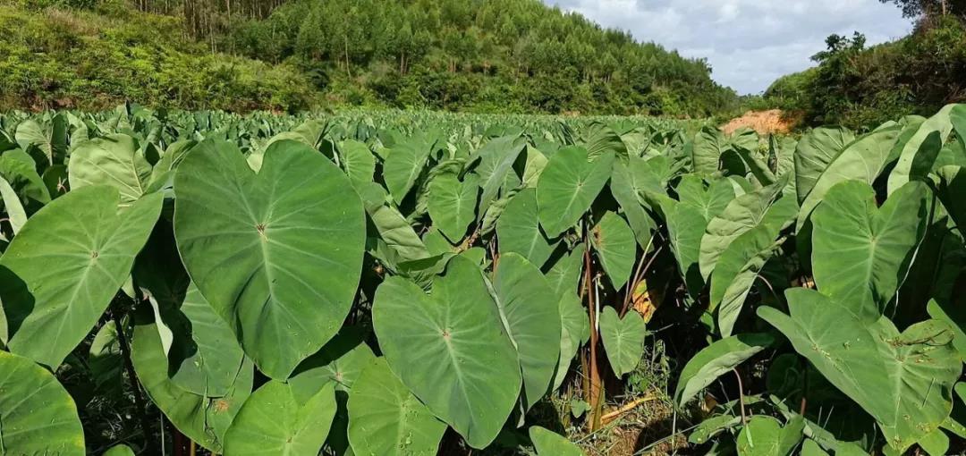 芋苗特色小吃,广西芋苗正宗做法