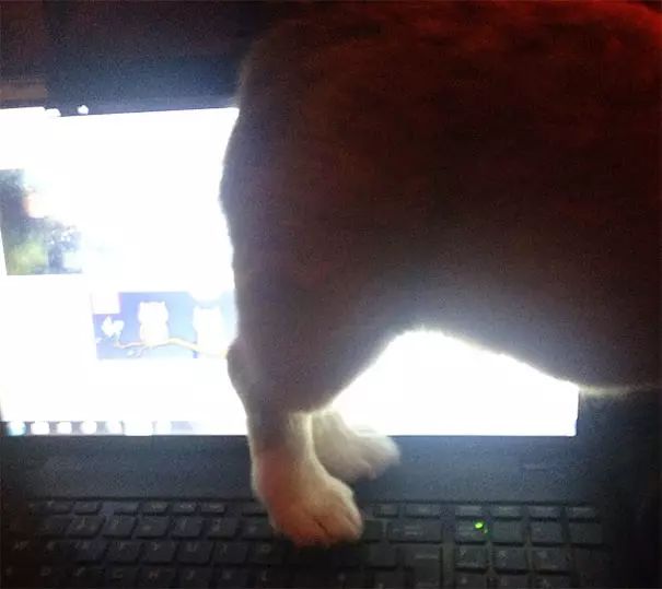 狗在猫砂盆里拉屎猫会怎么样,为什么有的狗会在猫砂盆拉屎