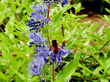 好种植的藤本植物,45种植物图片