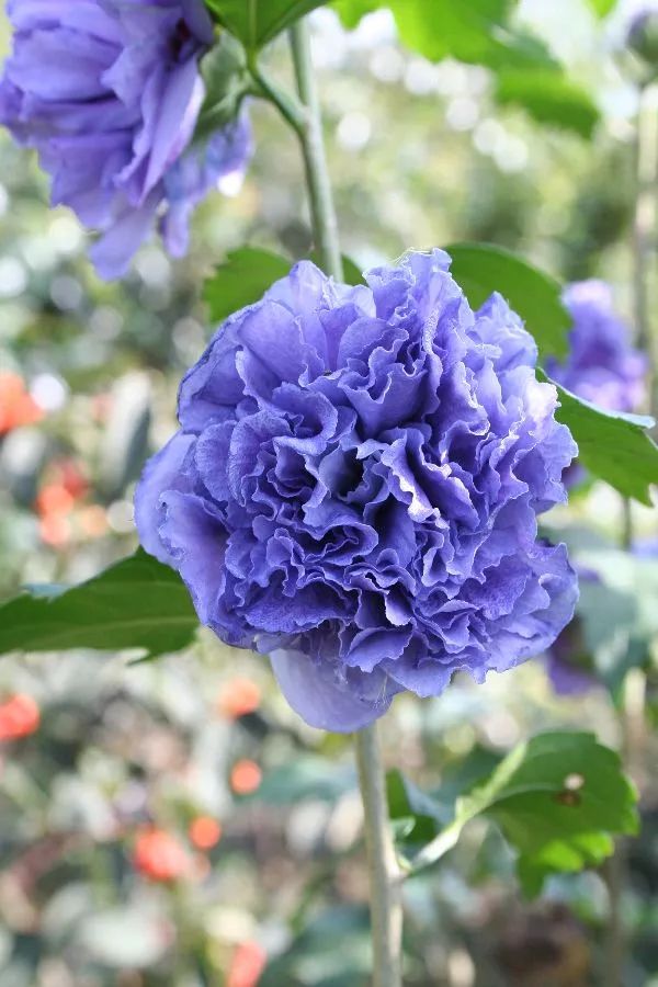 好种植的藤本植物,45种植物图片