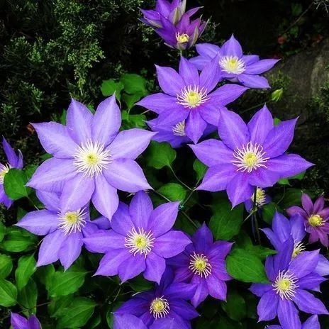 好种植的藤本植物,45种植物图片