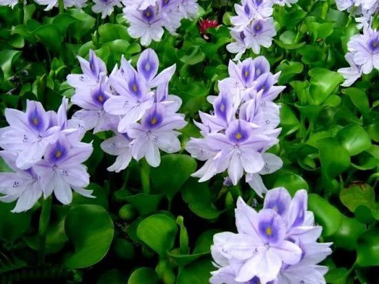 好种植的藤本植物,45种植物图片